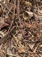 Stenocercus iridescens