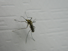 Aedes atropalpus
