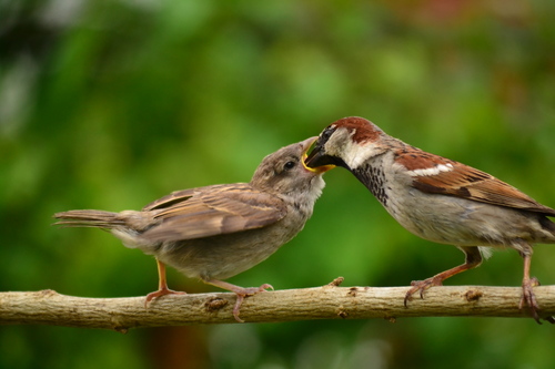 House Sparrow photographed in Ohio