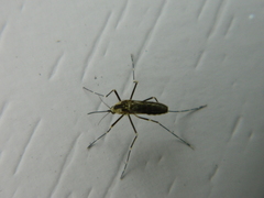 Aedes atropalpus
