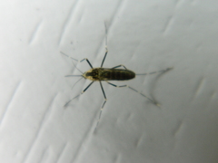 Aedes atropalpus