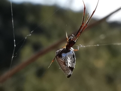 Argyrodes argyrodes