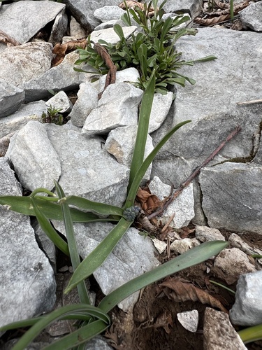 Scilla lakusicii