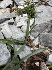 Scilla lakusicii