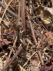 Stenocercus iridescens