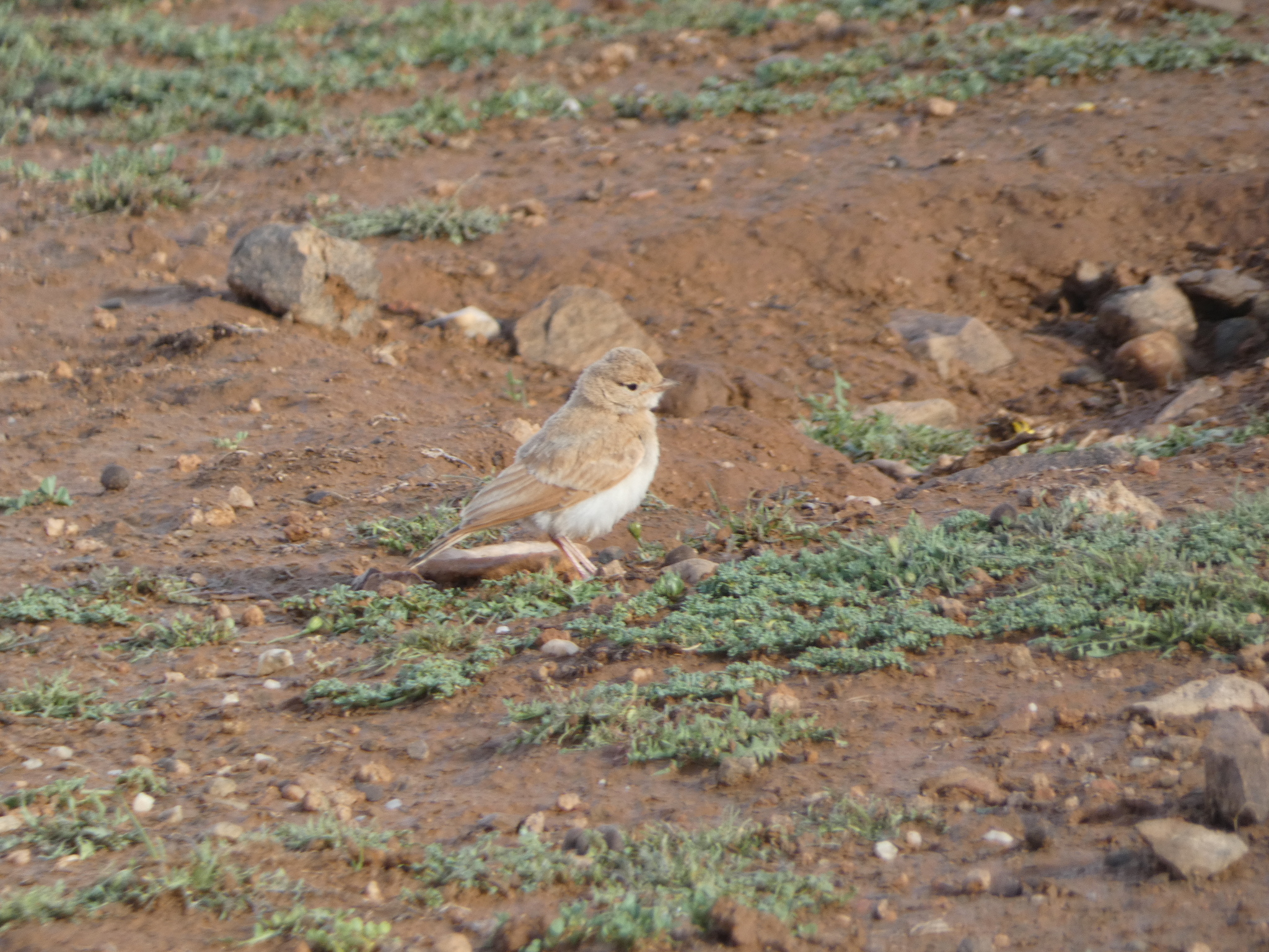 Bar-tailed Lark (Ammomanes cinctura)