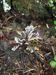 Thelephora caryophyllea