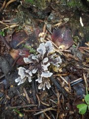 Thelephora caryophyllea