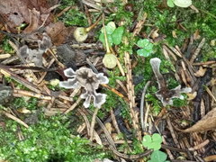 Thelephora caryophyllea