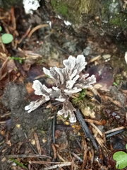 Thelephora caryophyllea