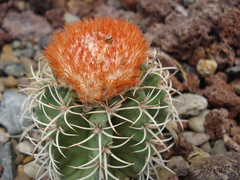 Melocactus