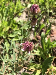 Trifolium productum