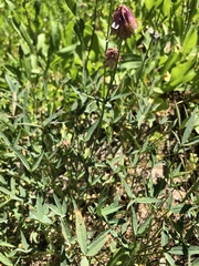 Trifolium productum