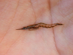 Mysini