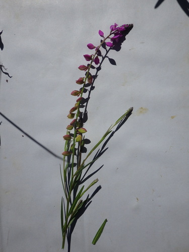 Image of Polygala nicaeensis by (c) Pere Barnola, some rights reserved (CC BY-SA)