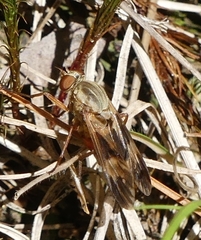 Arthropeas americana