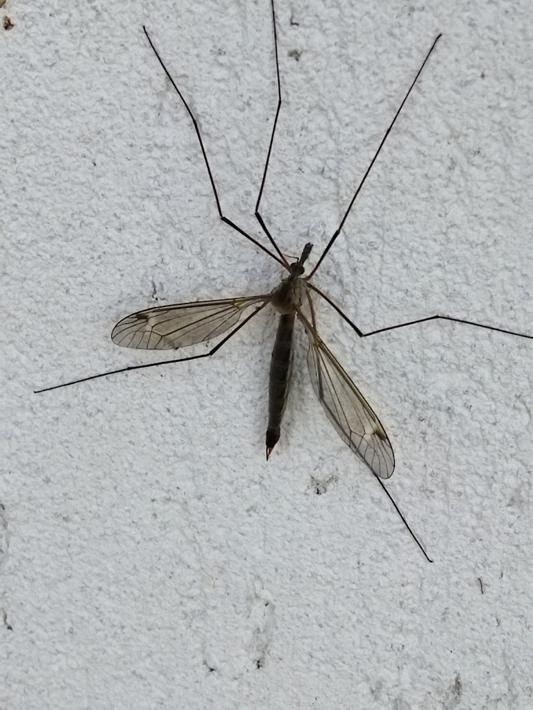 Tipula livida