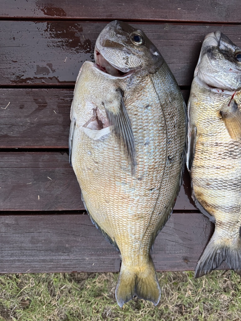 Bronze bream (Pachymetopon grande) — Sparidae