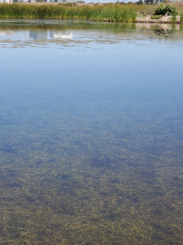 iNaturalist observation photo of widgeongrass