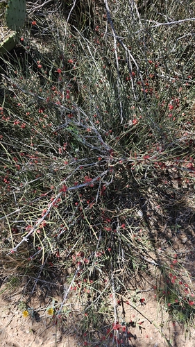 Image of Ephedra antisyphilitica by (c) Shearwaters, some rights reserved (CC BY)