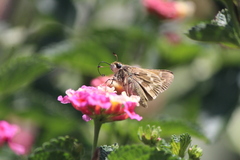 Atalopedes campestris huron