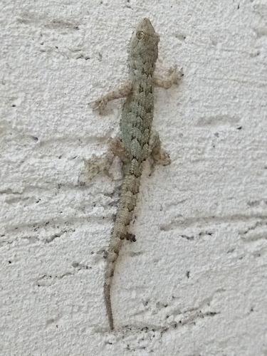 Bulgarian Bent-toed Gecko, Mediodactylus danilewskii