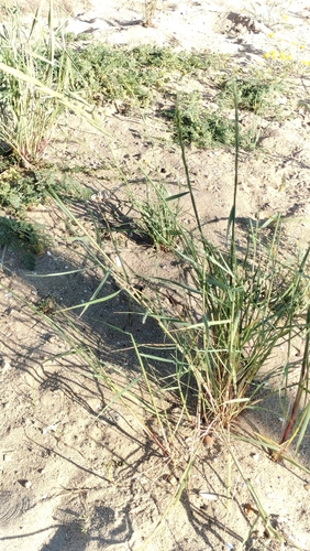 Image of Elymus farctus by (c) Nico Hernandez, some rights reserved (CC BY)