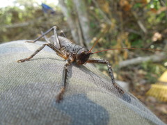 Nesoecia nigrispina