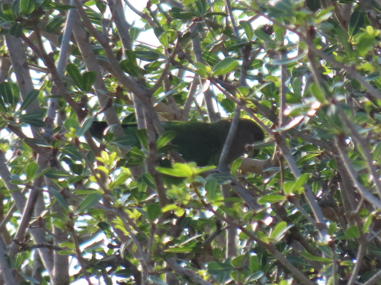 Brown-headed Parrot (Poicephalus cryptoxanthus), photo 2
