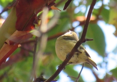 Vireo huttoni