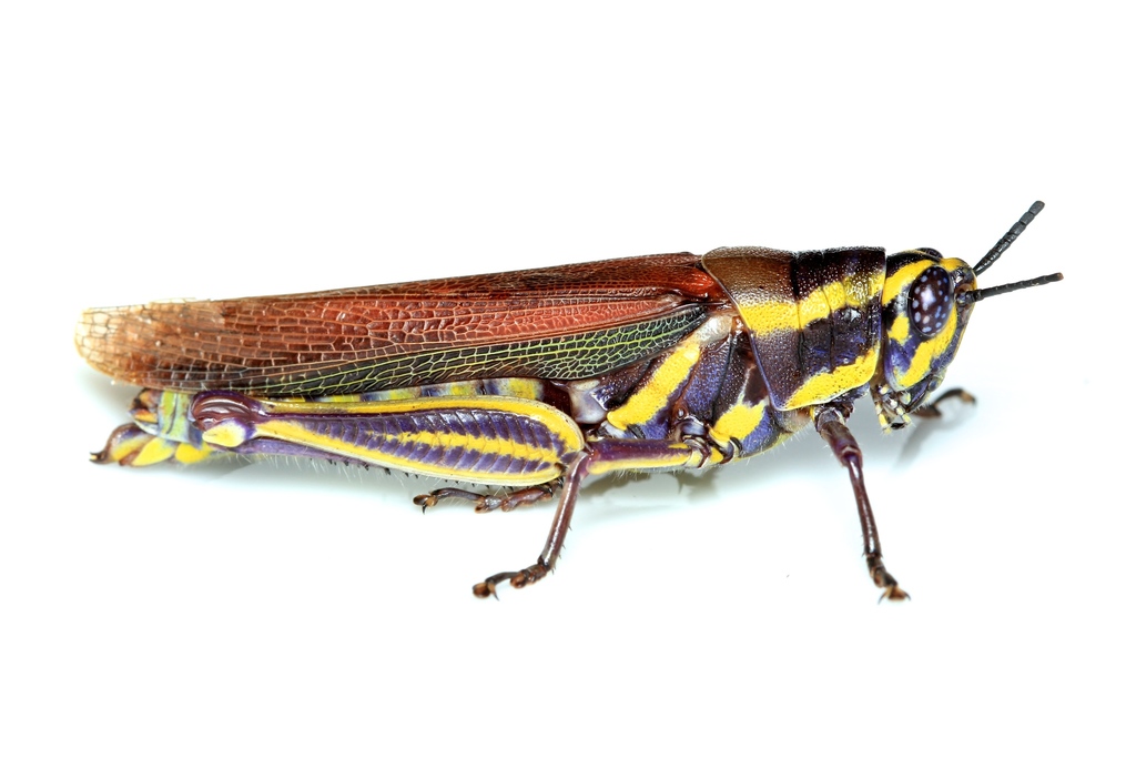 Eupropacris