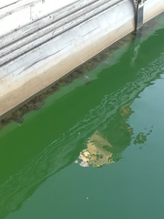 Diplodus