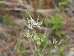 Polygonella