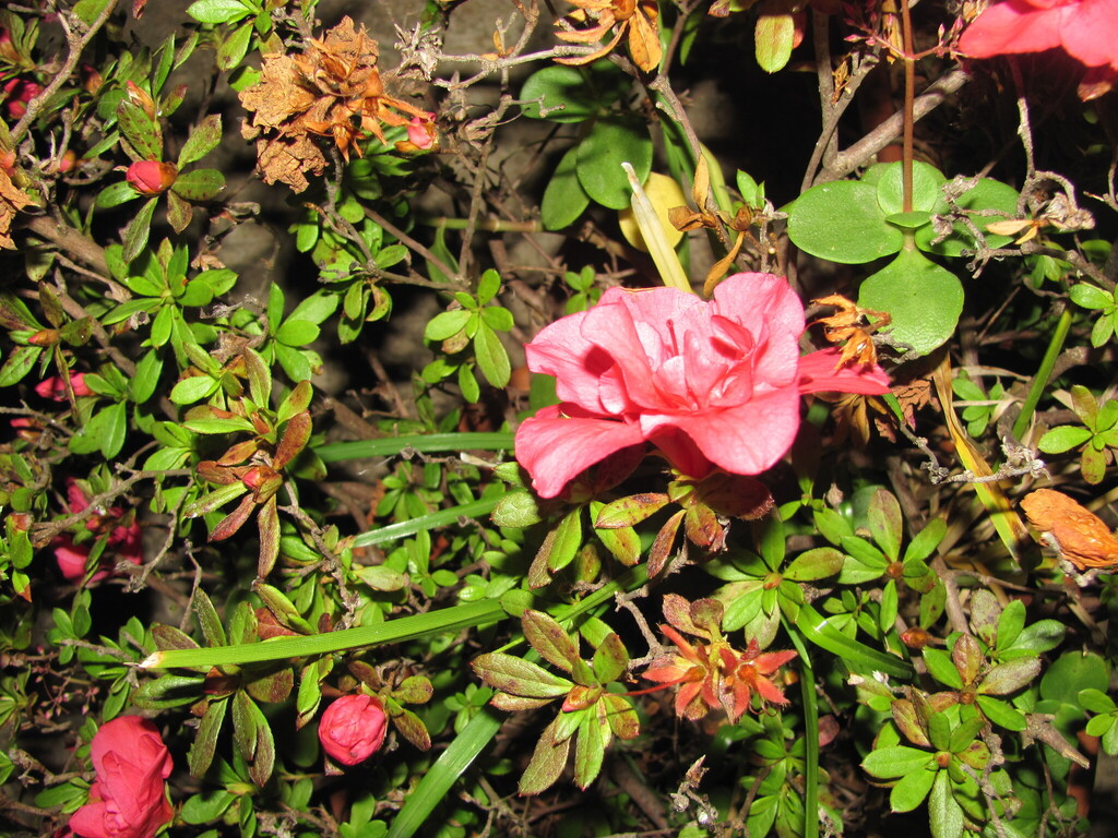 Азалія — Rhododendron simsii