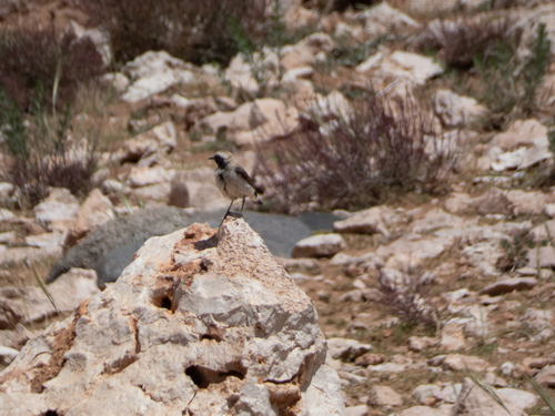 Mourning Wheatear (Oenanthe lugens), photo 8