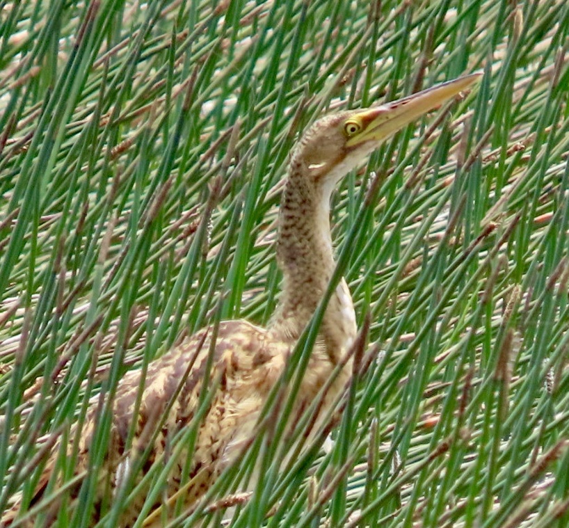Pinnated Bittern (Botaurus pinnatus), photo 7