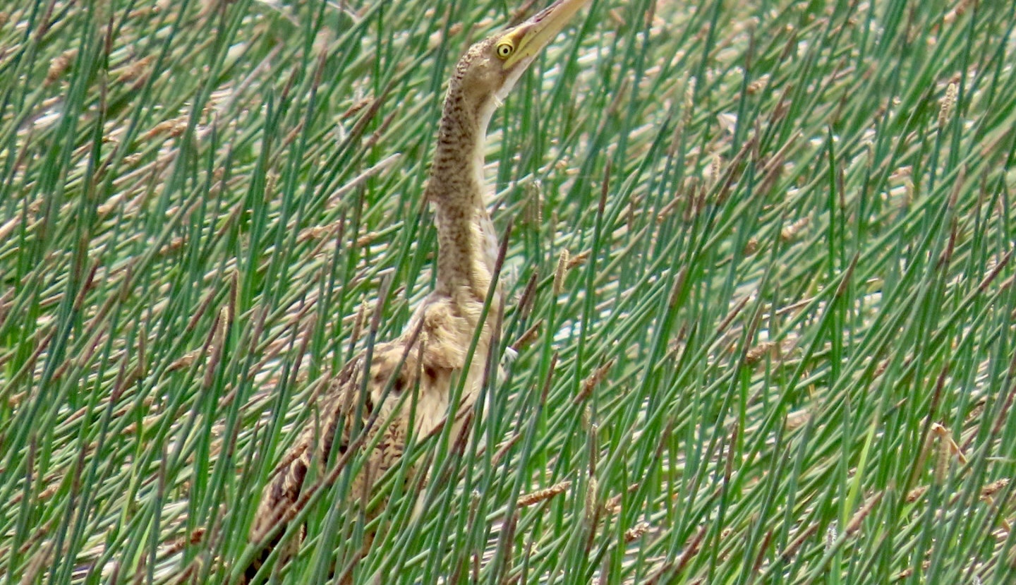 Pinnated Bittern (Botaurus pinnatus), photo 8