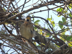 Schoeniophylax phryganophilus