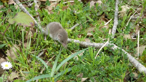 Greater White-toothed Shrew