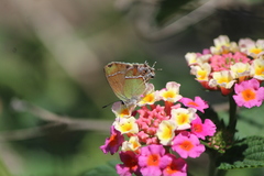 Callophrys xami xami