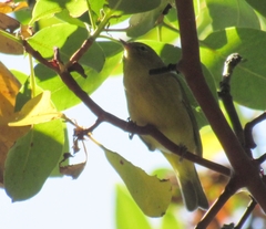 Vireo huttoni
