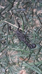 Androctonus crassicauda