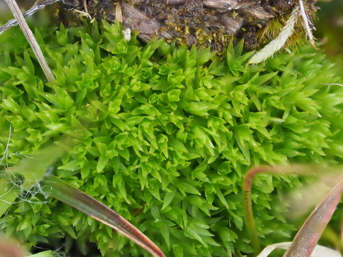 Atrichum tenellum observed 2025-04-20