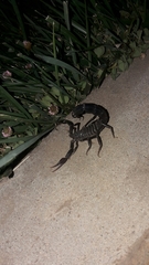 Androctonus crassicauda