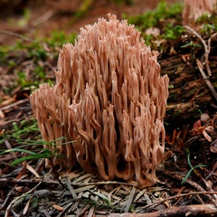 Ramaria rubella