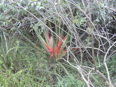 Bromelia balansae