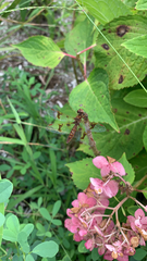 Perithemis tenera