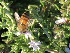 Apis mellifera