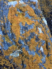 Ramalina siliquosa
