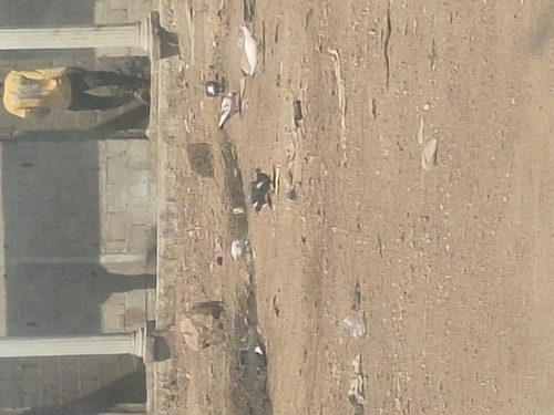 Feral Pigeon